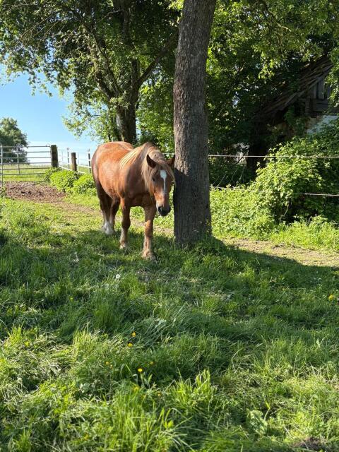 Noriker