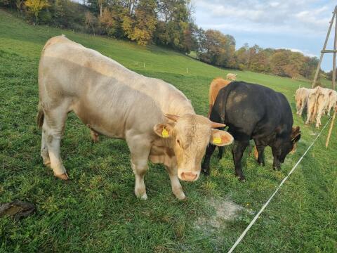 Bio Angus- und Blondvieh-Stier