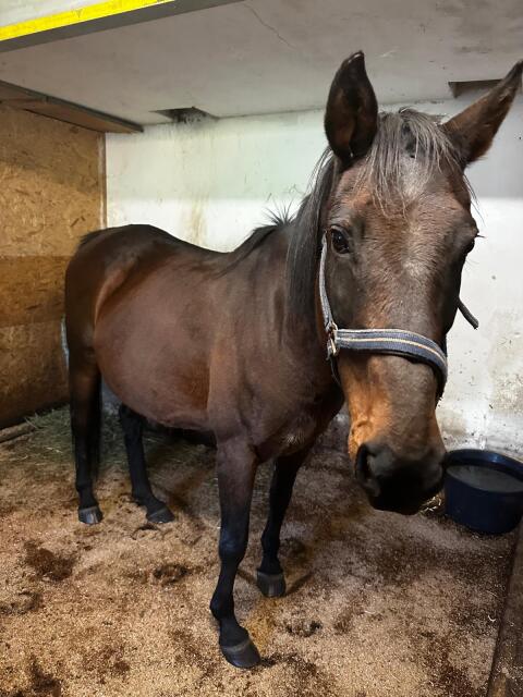 Verkaufe englisches Vollblut (Thoroughbred) Pferd