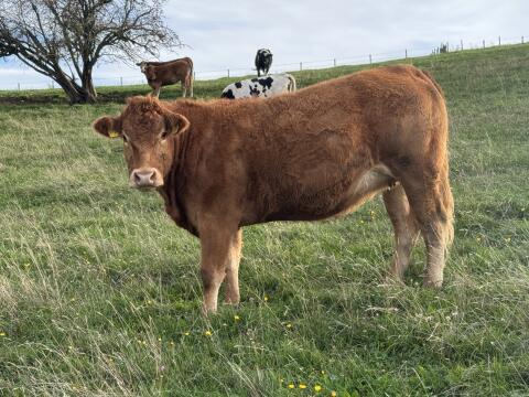 Bio Naturland Herford, Limousin tragende Rinder