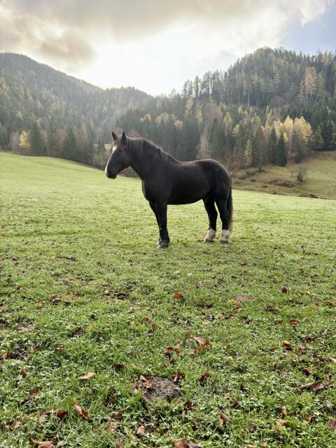 Percheron & Pony Wallach