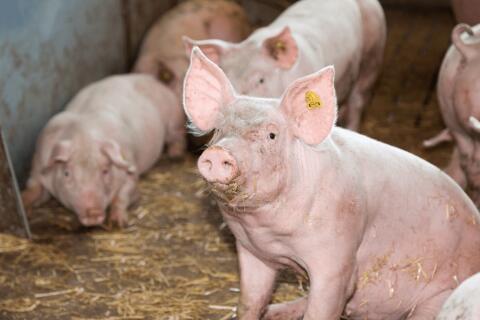 Kaufe Mastschweine und Stiere