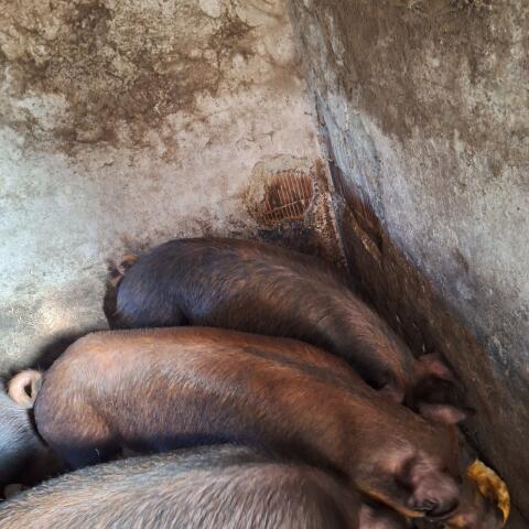 Duroc Jungsauen abzugeben