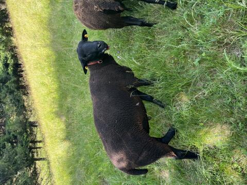 Widder