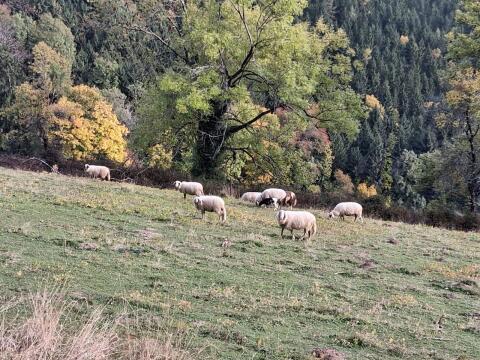 Schafherde