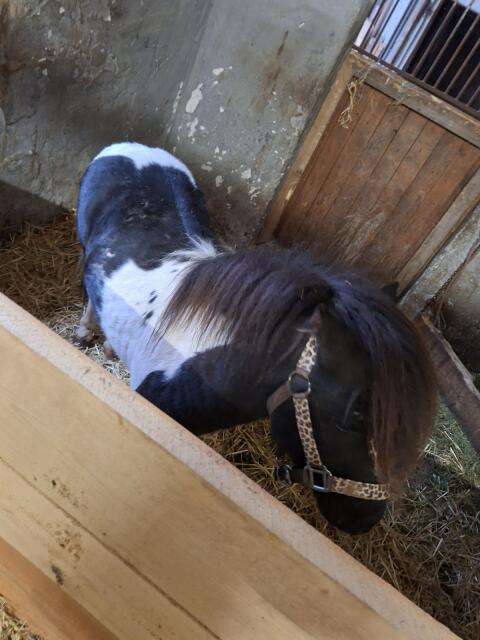 2 Pony Minishetty Hengste
