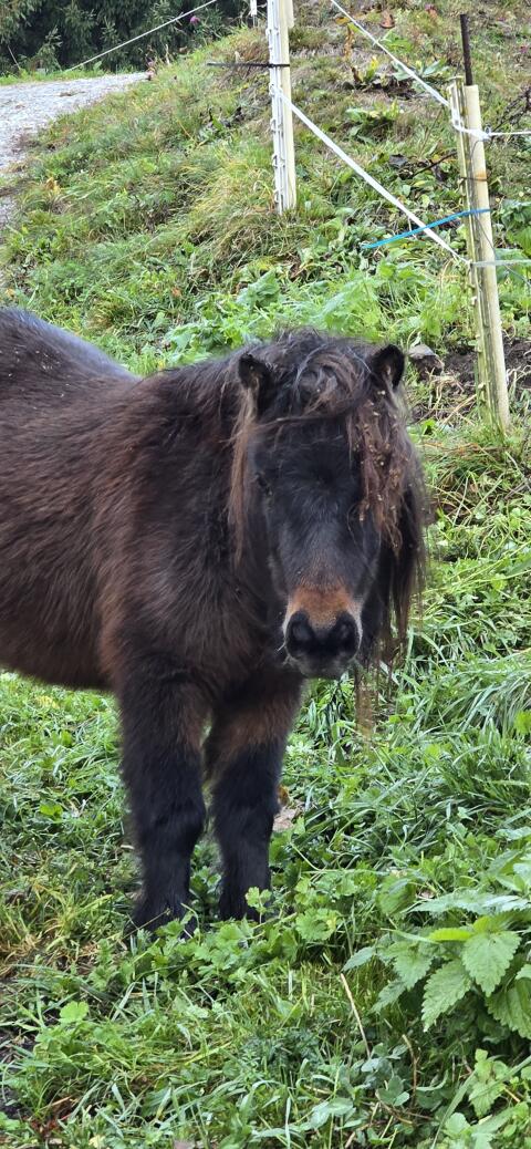 Mini Shetland Pony
