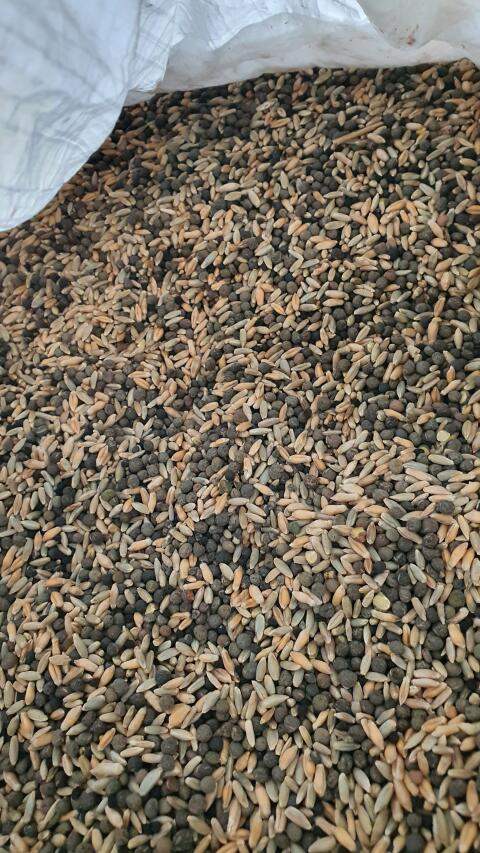Triticale Roggen Wicken Gemenge BIO