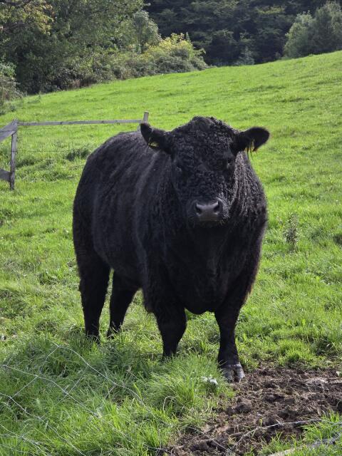 Galloway-Stier zum Tauschen oder Verkaufen