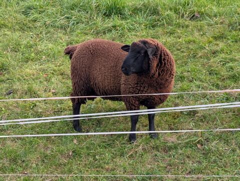 Jura Widder