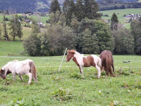 Ponyhengst