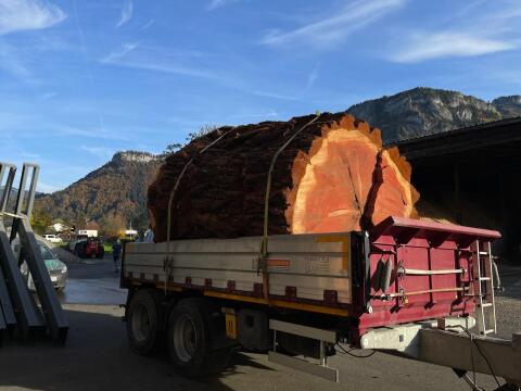 Mammutbau - Sequoiadendron Giganteum
