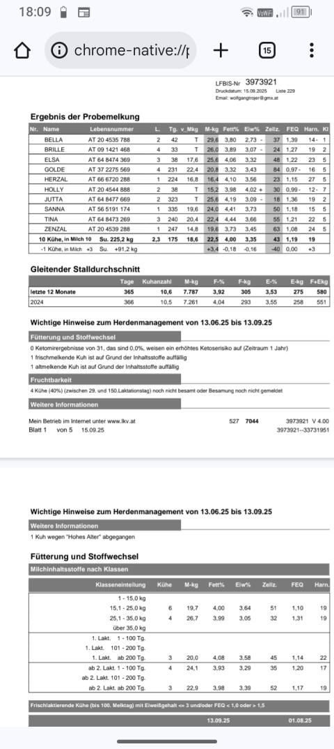 Milchkuh