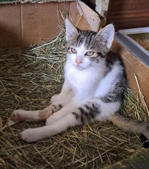 Kleine Katze