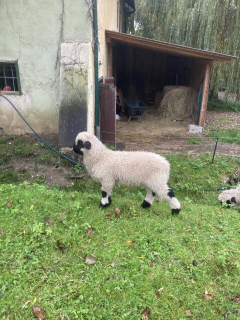 Walliser Schwarznasen Widder