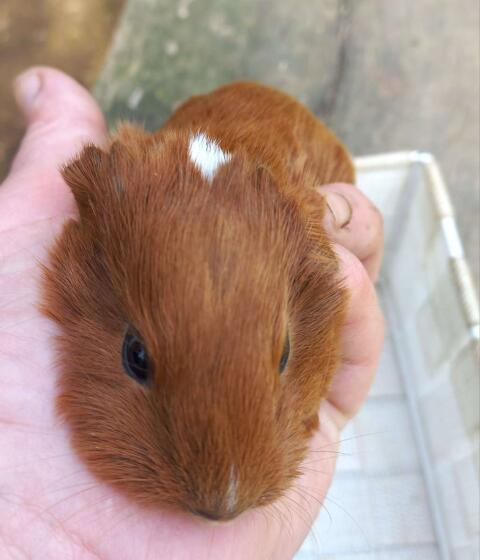 Meerschweinchen