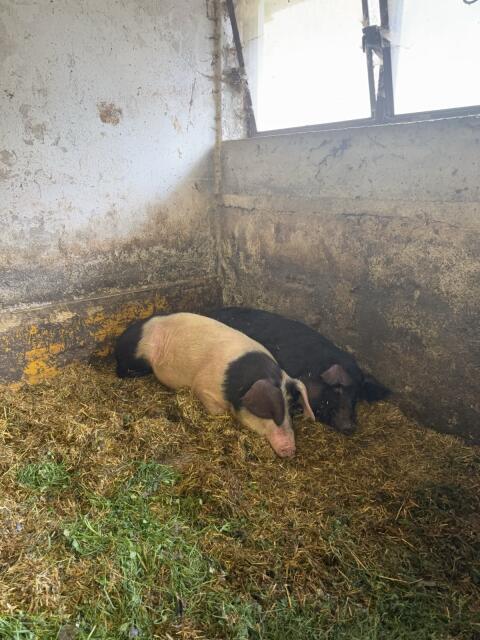 Schwäbisch Hällisches Landschwein & Schwarzes Alpenschwein