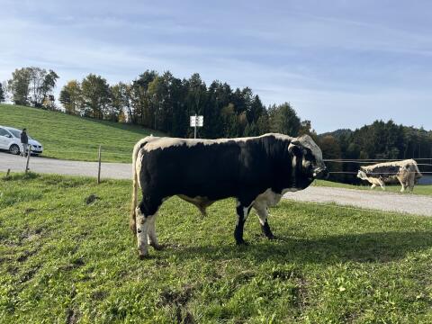 Pustertaler Sprinzen Jungstier