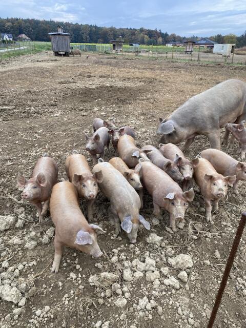Duroc Ferkel