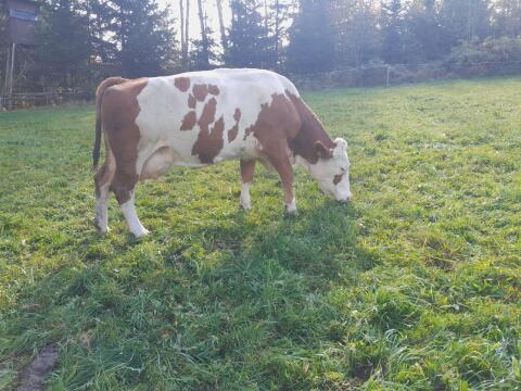 Trächtige BIO Kuh in Milch