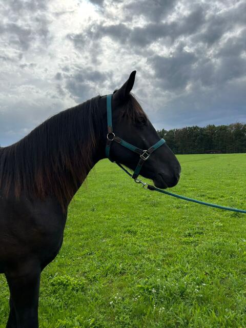 Wallach 5 Jahre