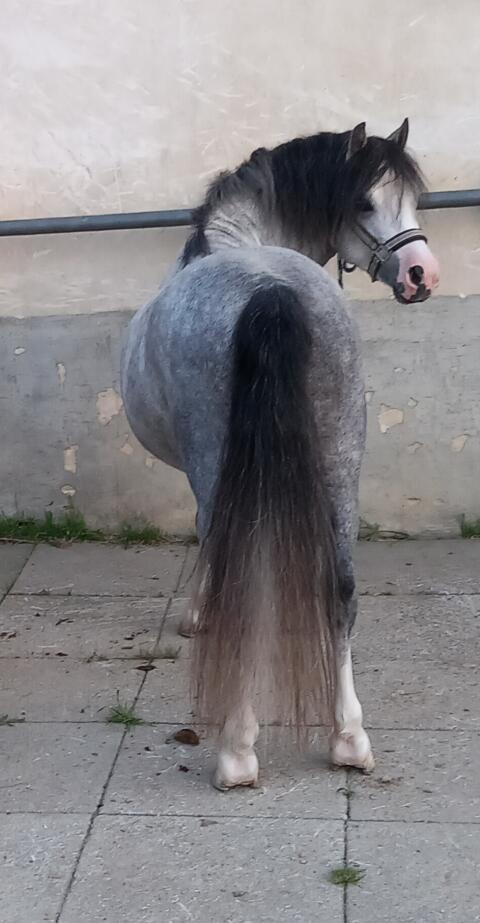 Welsh-Pony