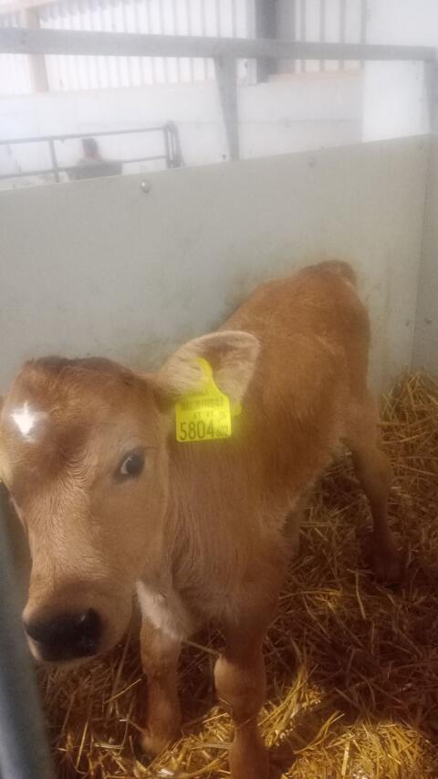 JExFL Kalb Männlich