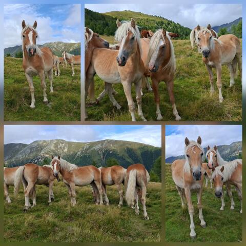 Haflinger für Sport & Freizeit