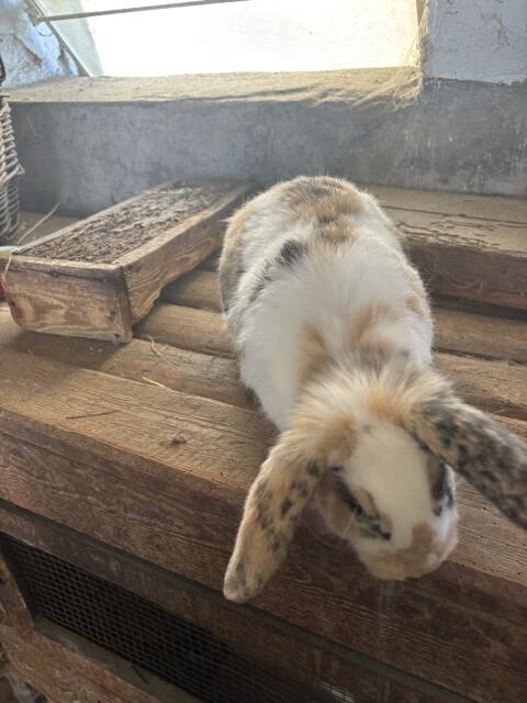 Hasen/Kaninchen