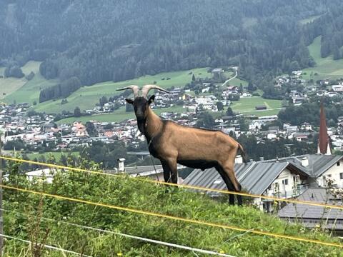GGZ Bock
