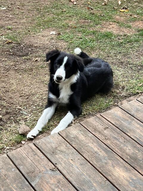 Border Collie-Welpe „Tango“ sucht ein liebevolles Zuhause