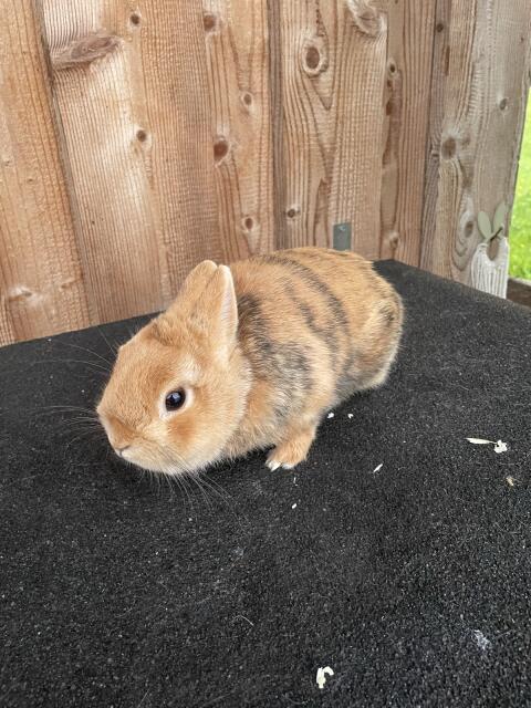 Zwergkaninchen