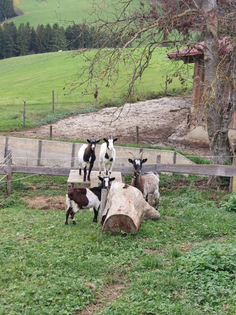 Ziegen