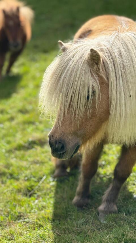 2 Minipony Stuten
