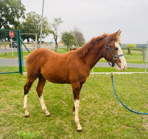 Quarter Horse Hengstfohlen