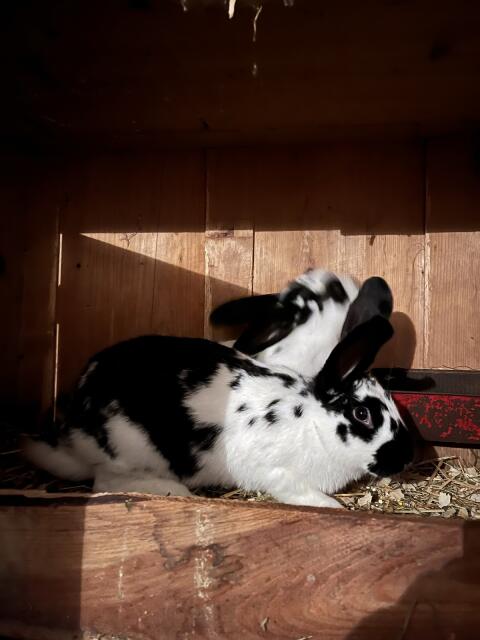 Hasen