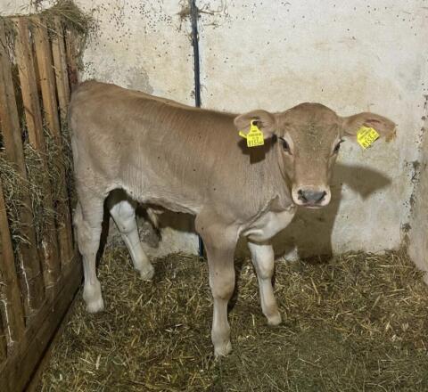 Braunvieh-Fleckvieh-Mischling Stierkalb