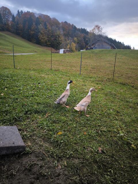 Laufenten