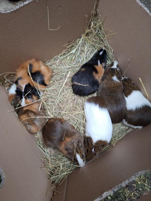 Meerschweinchen