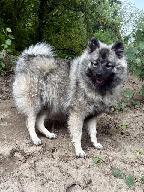 Wolfsspitz