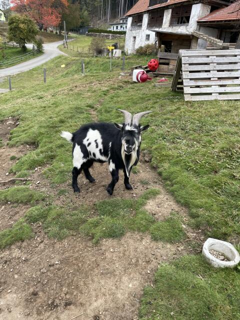 Mini Zwergziegenbock