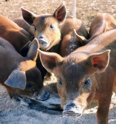 Bio-Ferkel aus Freilandhaltung