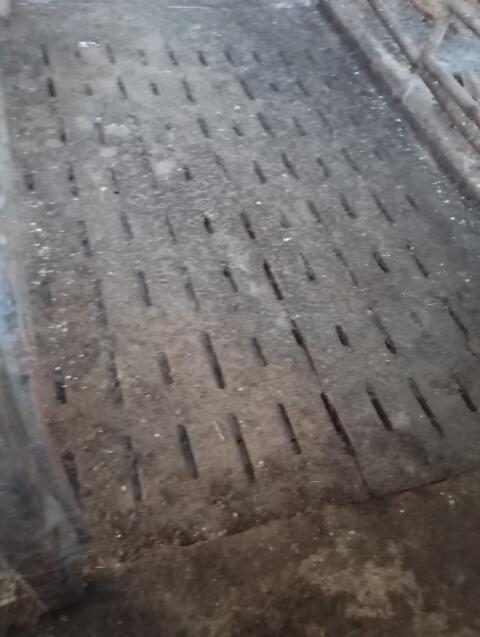 Spalten Rinder