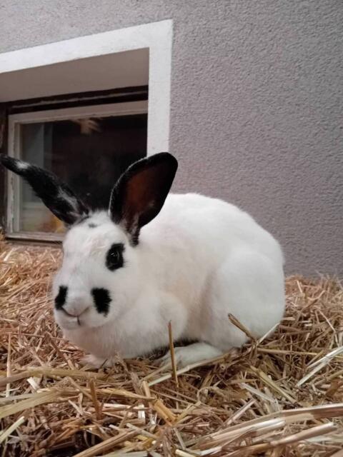Hase zu verkaufen