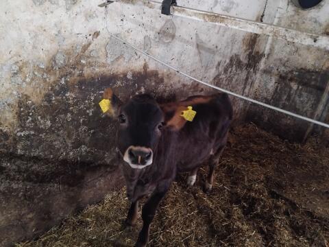 Verkaufe Kalb
