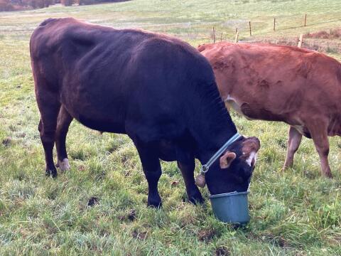 Ochse Braunvieh x Red Holstein 3-jährig
