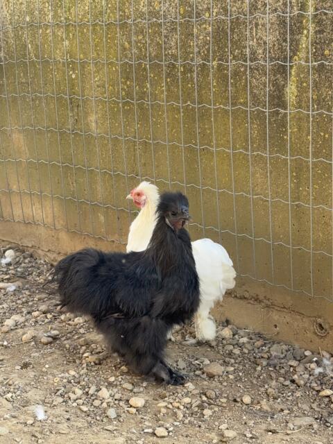 Seidenhuhn Hahn