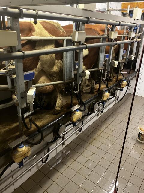 Impulsa Melkanlage, Futterstation, Milchtank