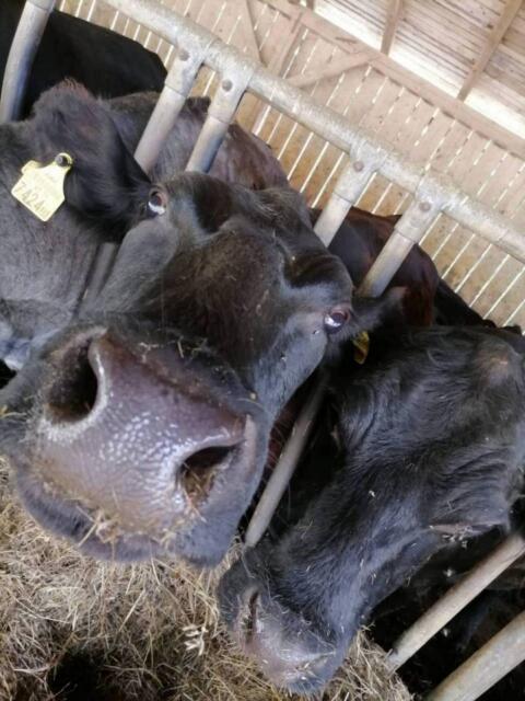 Suche Bio Angus Rinder