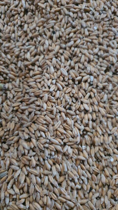 BIO Triticale